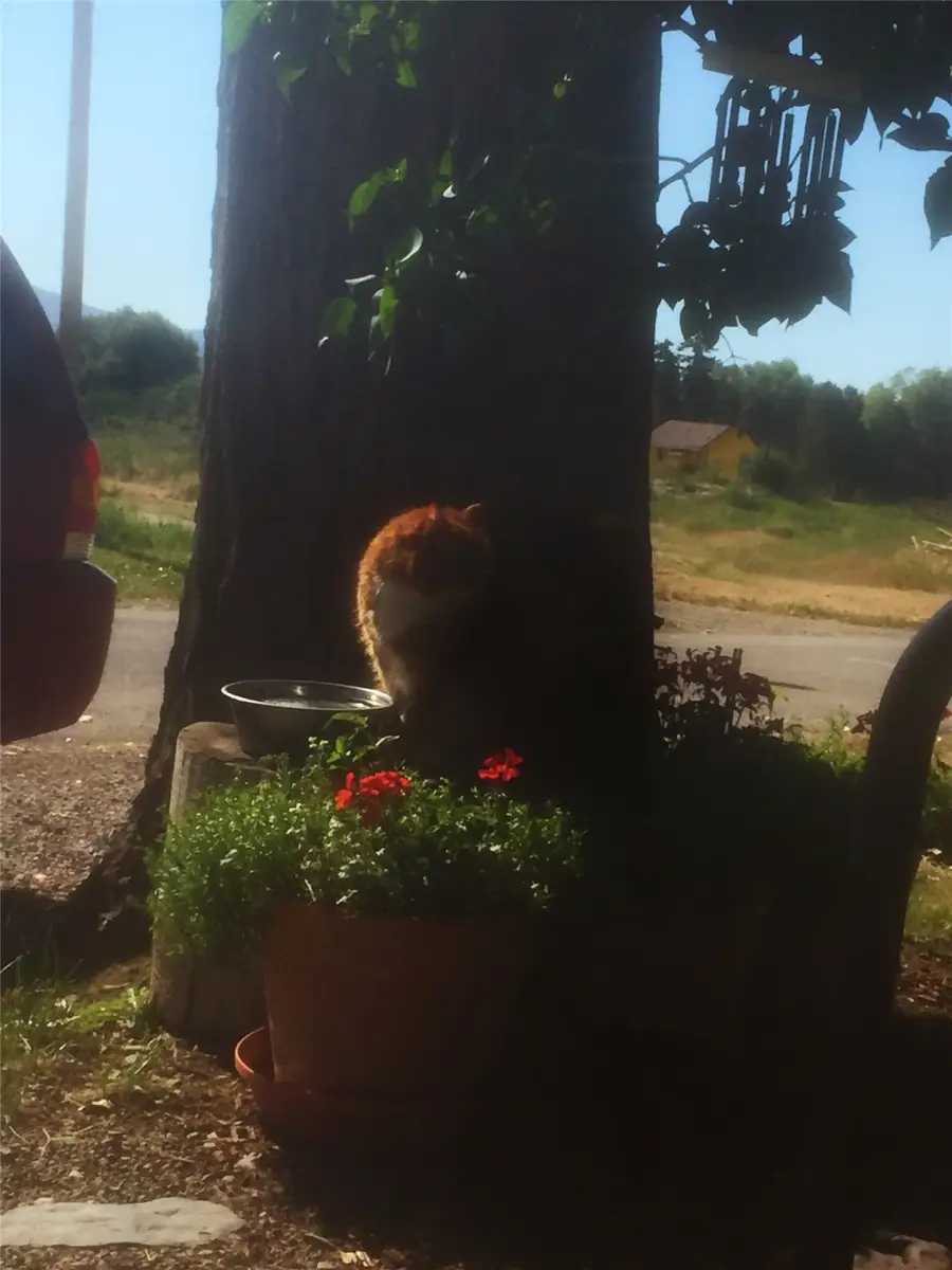 413 A Street #2, Hot Springs, MT 59845 - Image #3