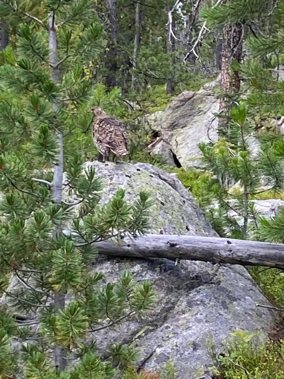 NHN Michael Davitt Granite Access Road, Philipsburg, MT 59858 - Image #1