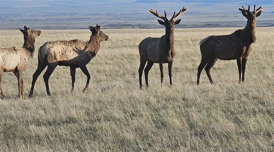 NHN Red Hill Road, Ryegate, MT 59074 - Image #3