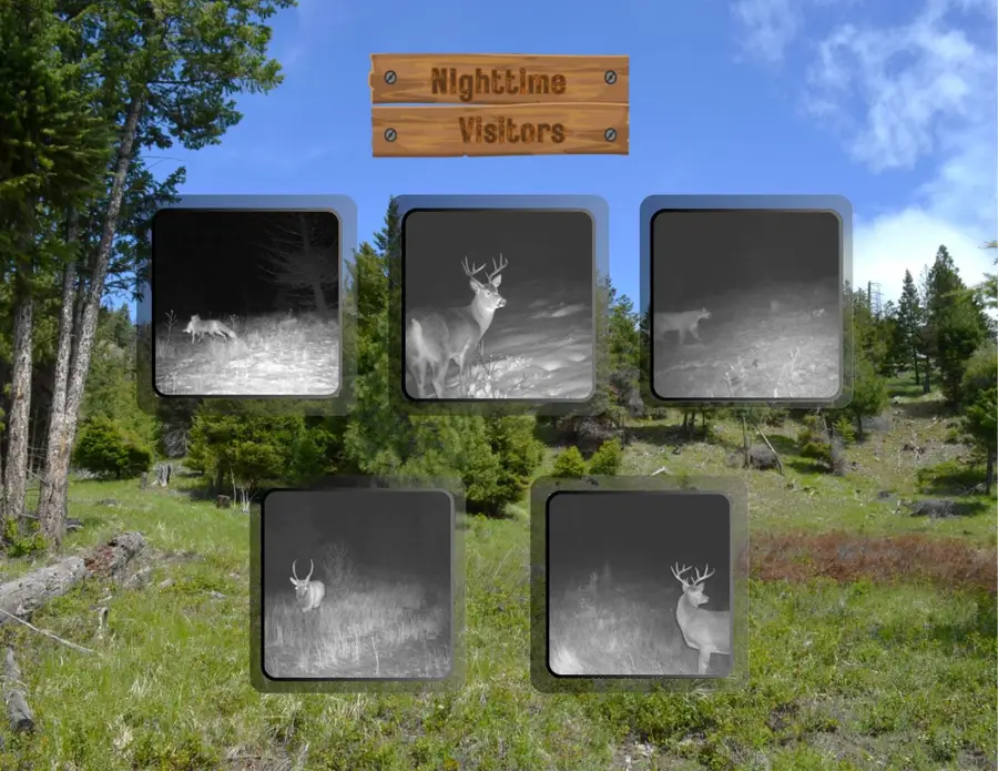 NHN Bugler Trail, Kila, MT 59920 - #3