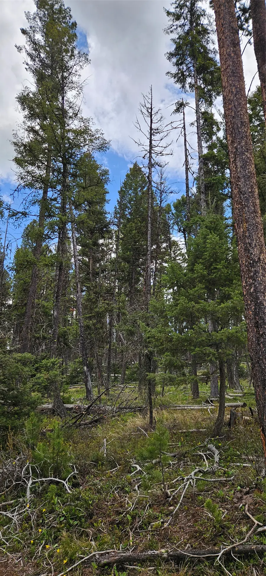 000 Bear Gulch Road, Lincoln, MT 59639 - Image #2