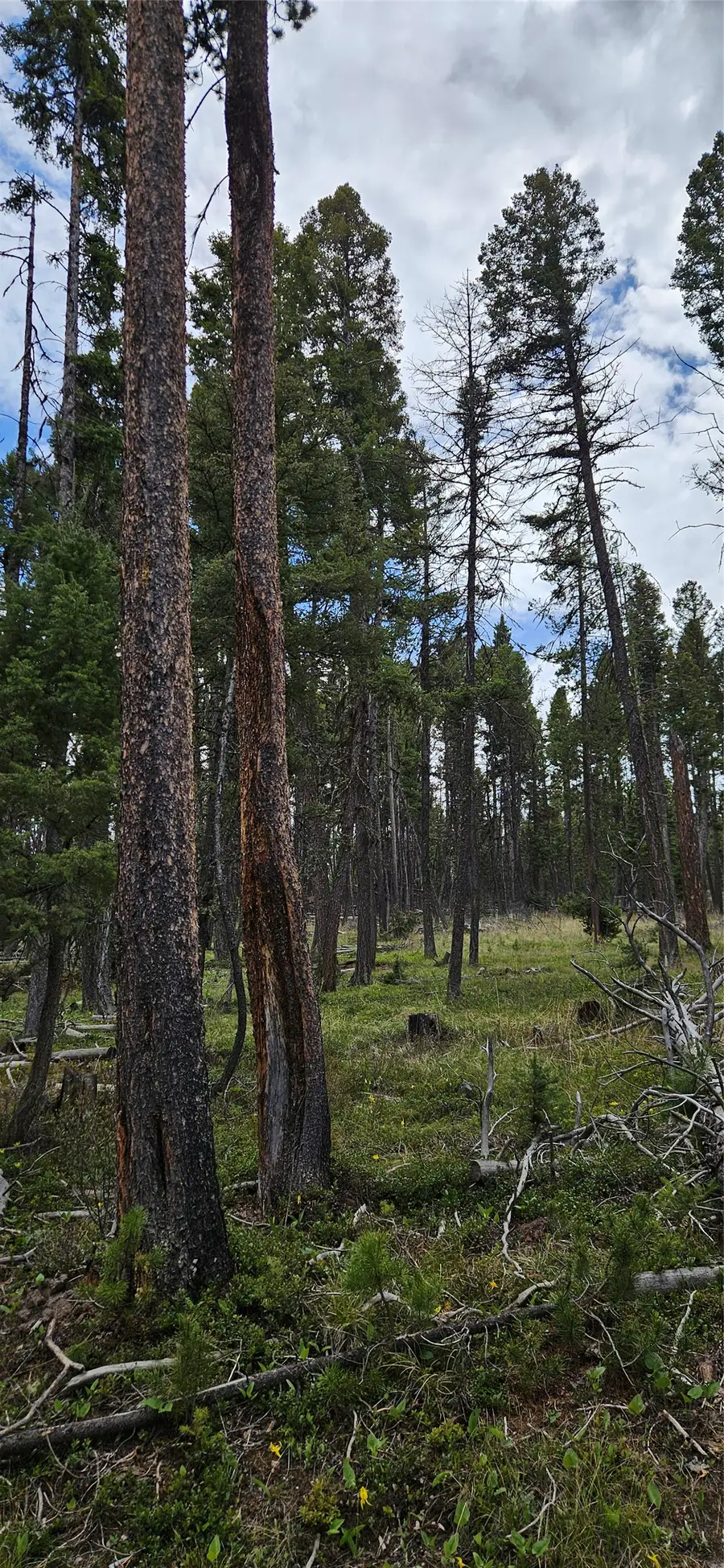 000 Bear Gulch Road, Lincoln, MT 59639 - Image #3