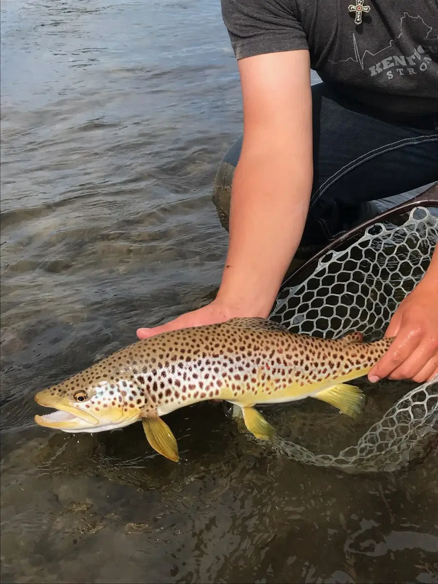 7 Dredge Lane, Drummond, MT 59832 - Image #3