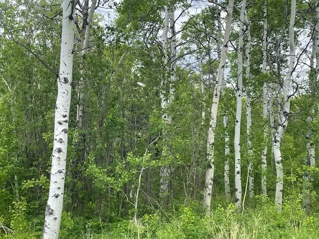 105 Heart Butte Cutoff, East Glacier Park, MT 59434 - Image #1