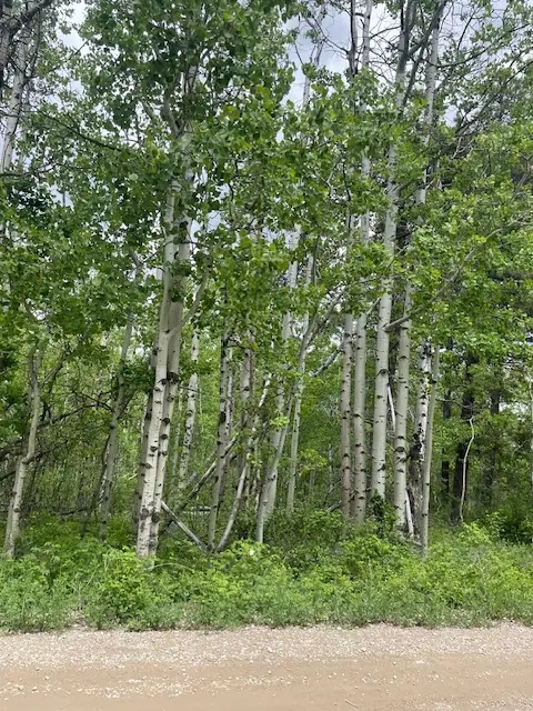 105 Heart Butte Cutoff, East Glacier Park, MT 59434 - Image #2