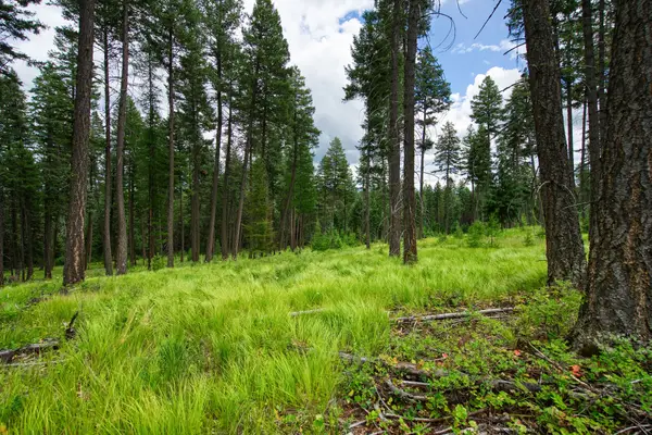 185 Rosewood Lane #Lot 14, Whitefish, MT 59937