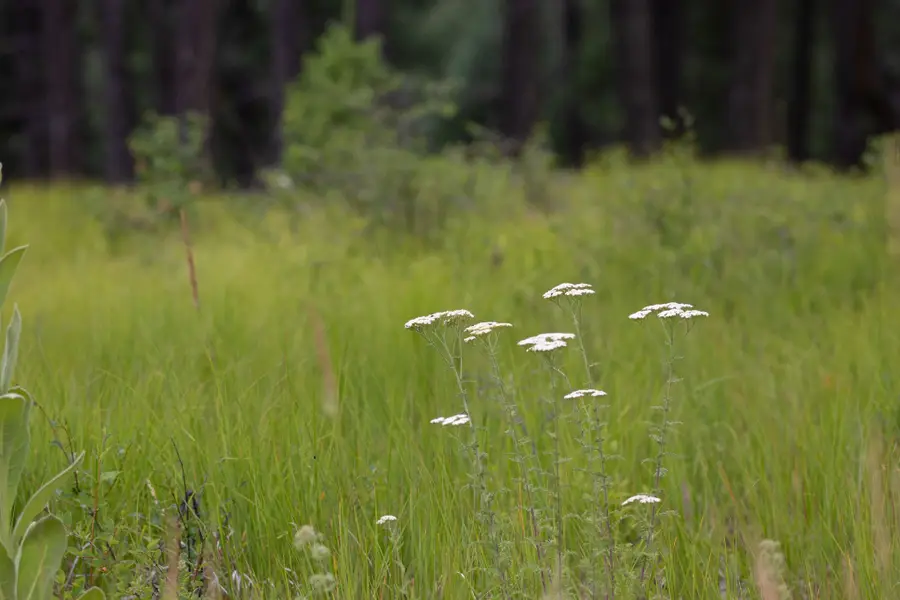 185 Rosewood Lane #Lot 14, Whitefish, MT 59937 - Image #3