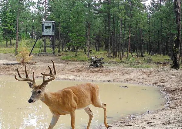 TBD Tbd, Plains, MT 59859