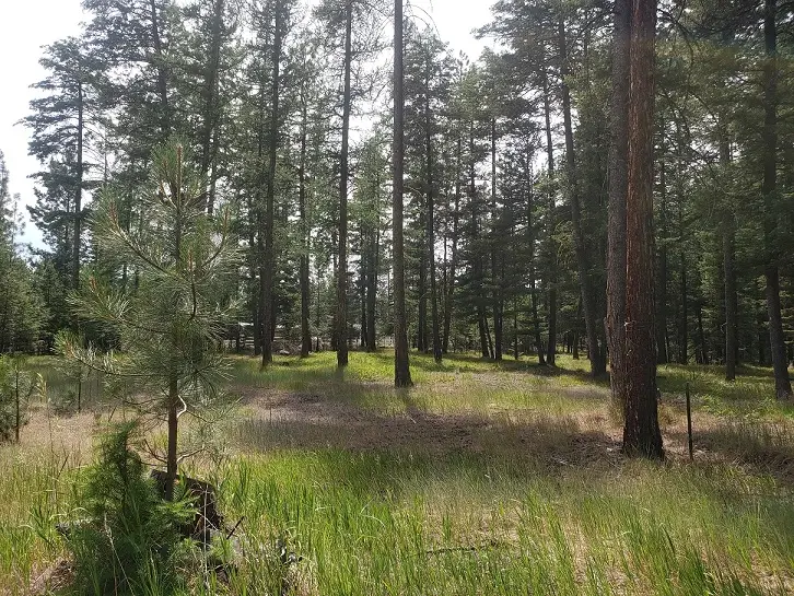 19425 Pond Road, Frenchtown, MT 59834 - Image #3