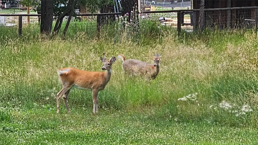 618 D Street, Lincoln, MT 59639 - Image #3