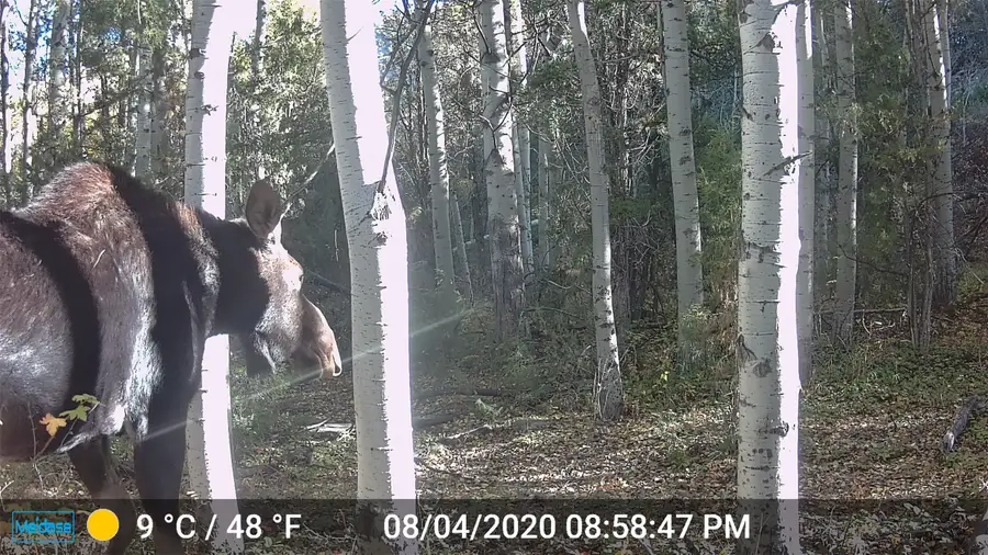 NHN Lost Creek Road, Anaconda, MT 59711 - Image #2