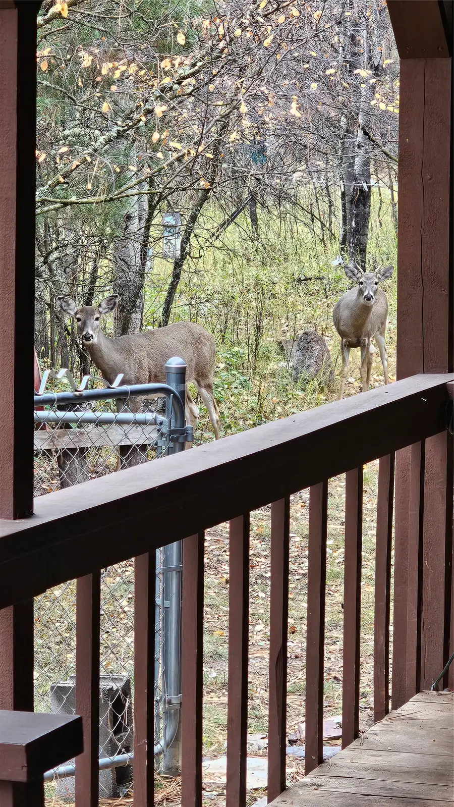 4447 Snow Fleury Lane, Lincoln, MT 59639 - Image #3