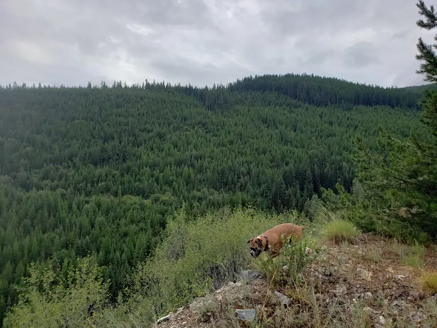 Lot 17 Nine Mile Road, Huson, MT 59846 - Image #2