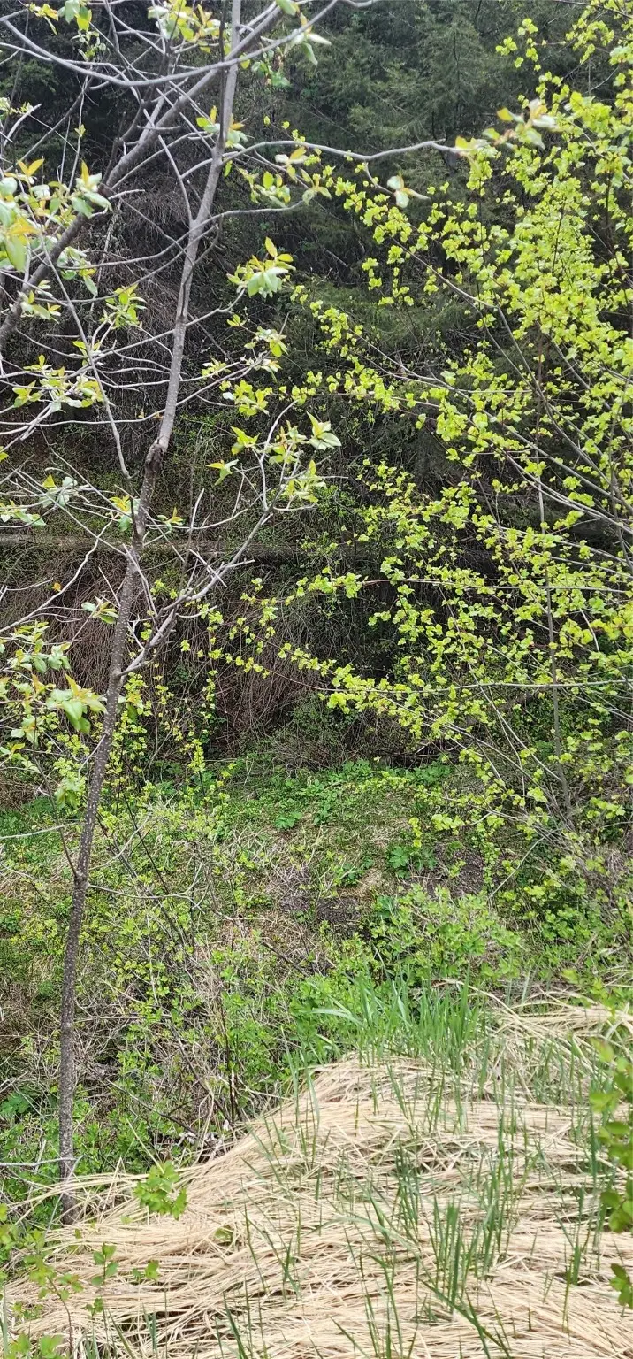 NHN Copper Ridge Road, Florence, MT 59833 - Image #2