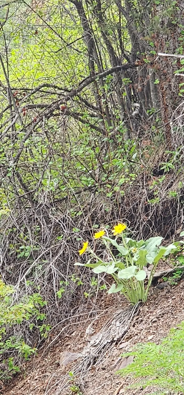 NHN Copper Ridge Road, Florence, MT 59833 - Image #3