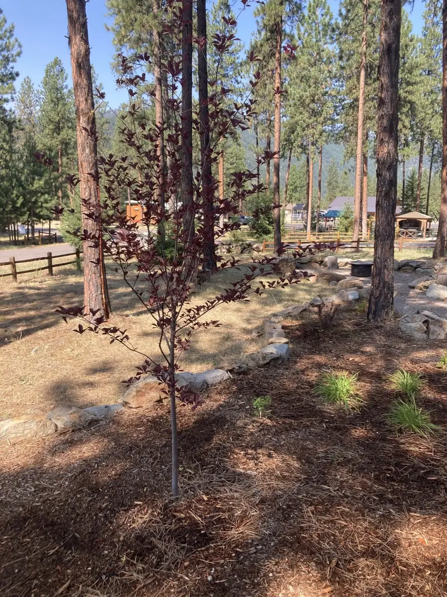 219 Shyrock Loop Drive, Superior, MT 59872 - Image #3