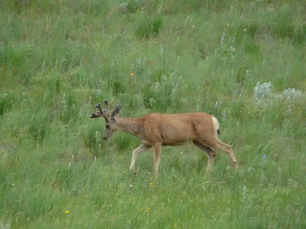 115 Red And King Gulch Road, Laurel, MT 59044