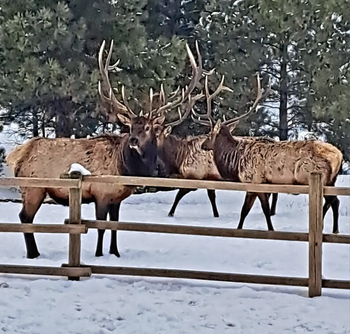 5 Alpine Valley Lane, Clancy, MT 59634 - #1