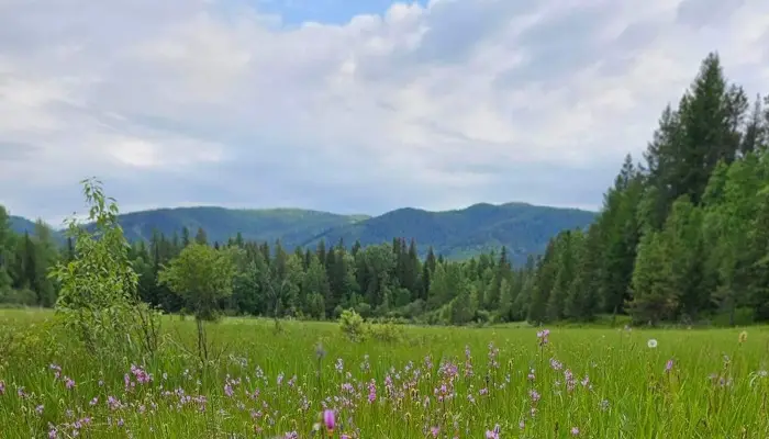 214 Aspen Lane, Columbia Falls, MT 59912 - #1