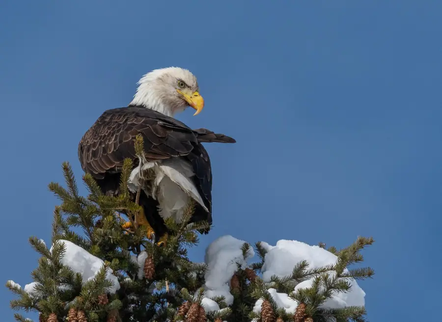 199 Glen View Drive, Eureka, MT 59917 - #3