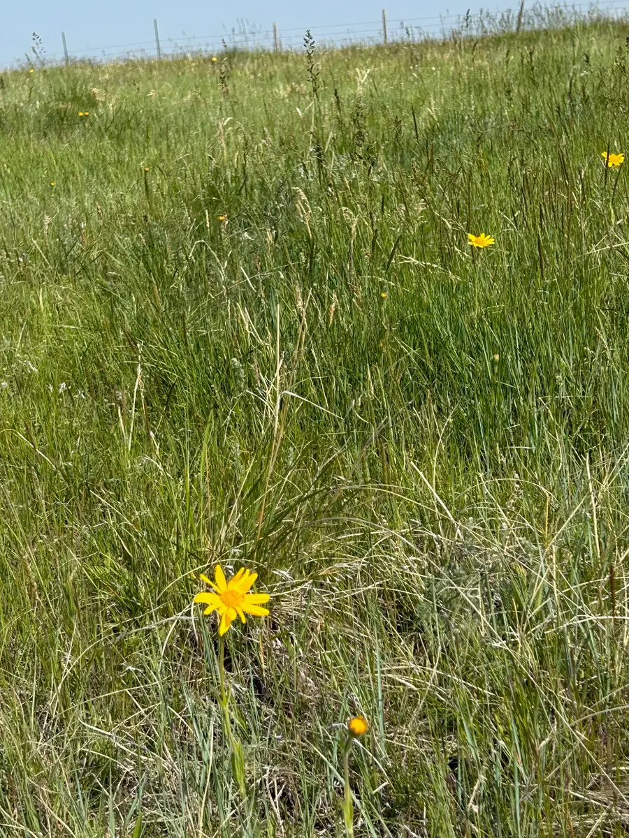 TBD U Bet Road, Buffalo, MT 59418 - #2