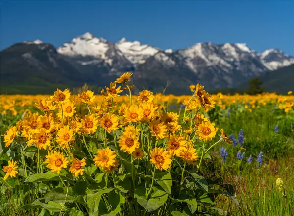 2519 Old Darby Road, Darby, MT 59829