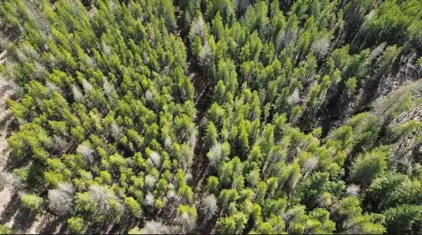 NHN Iron Horse Road, Trego, MT 59934