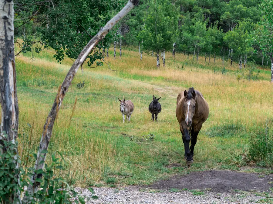 210 Upper Kelly Creek Road, Bozeman, MT 59715 - #3