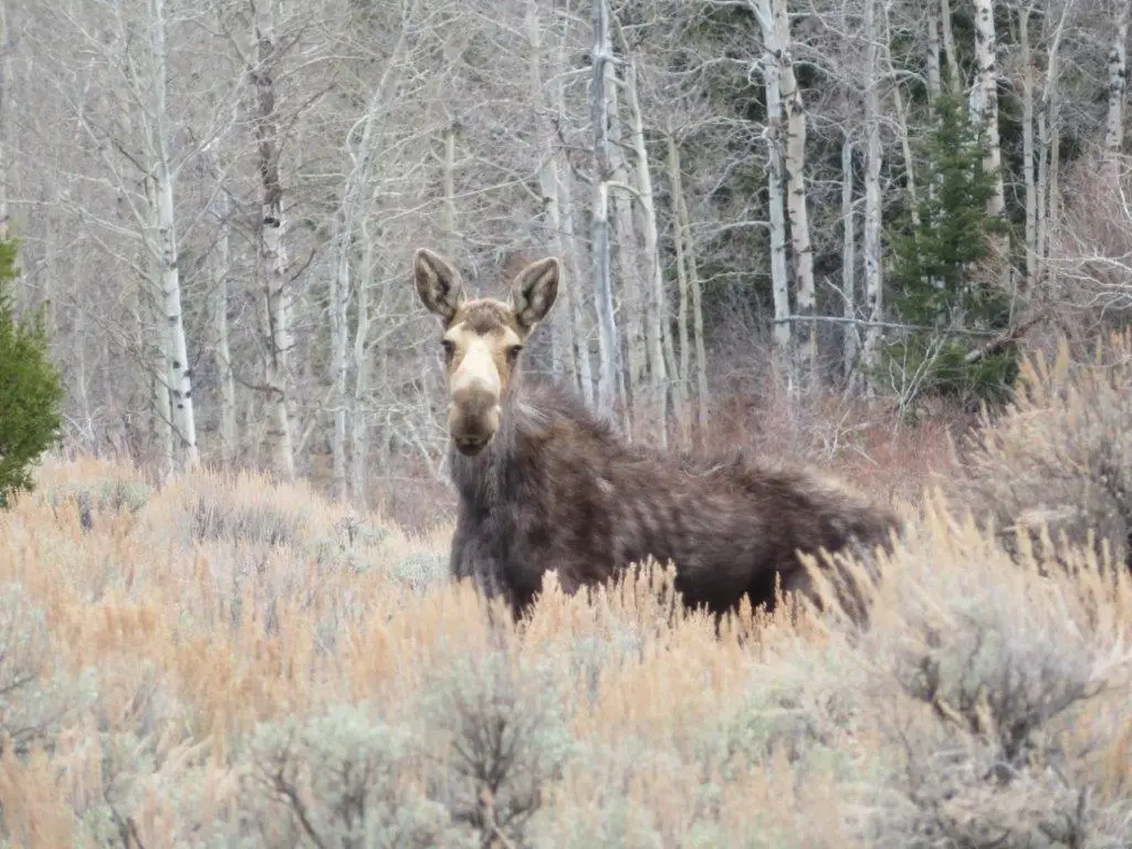 TBD Camp Creek Road, Butte, MT 59701 - #1