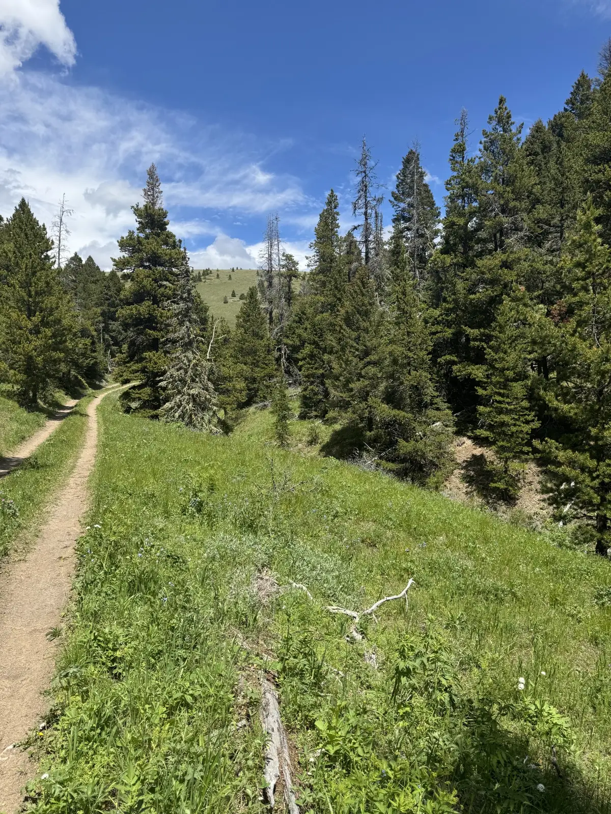 NHN Codette Creek Road, Lincoln, MT 59639 - #1
