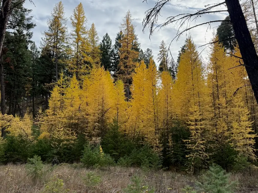 nhn Meadow Creek Road, Fortine, MT 59918 - #2