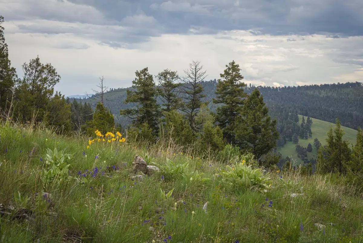 10 & 11 Bull Elk, Drummond, MT 59832 - #1