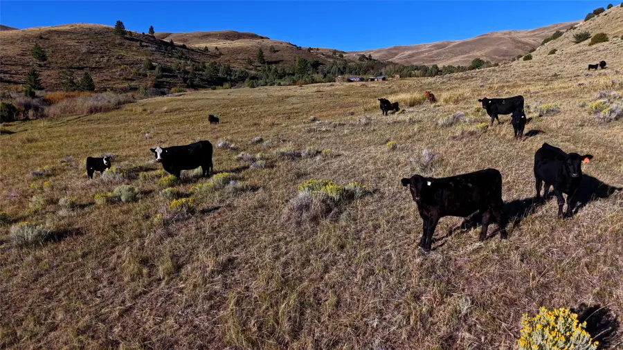 NHN Small Horn Road, Dillon, MT 59725 - #3