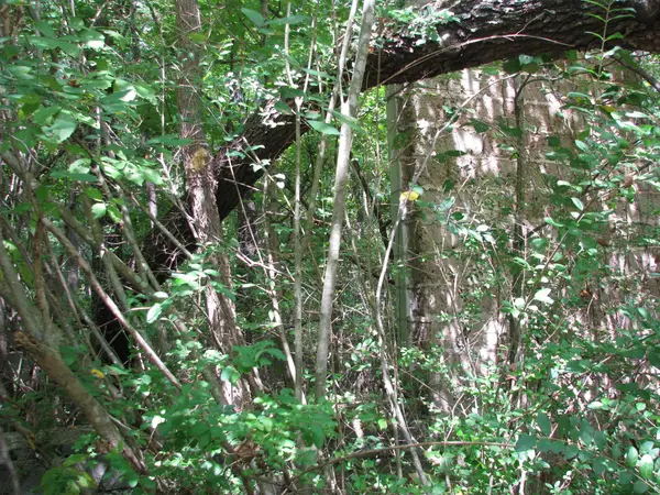 0 Old Tribble Lane, New Johnsonville, TN 37134