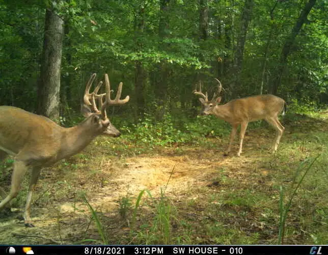 0 Sulphur Creek Road, Big Sandy, TN 38221 - Image #1