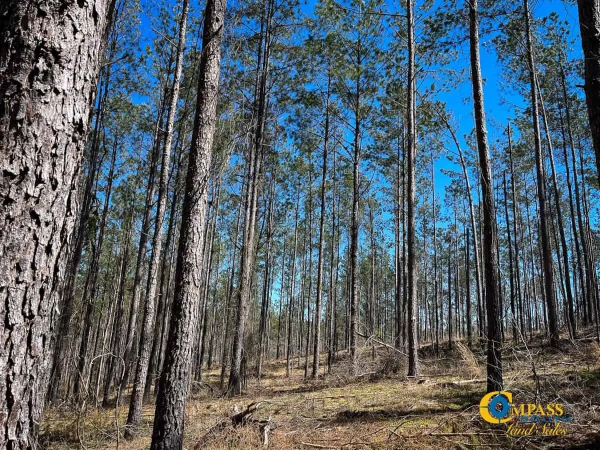 0 Tull Road, Hornsby, TN 38044 - Image #1