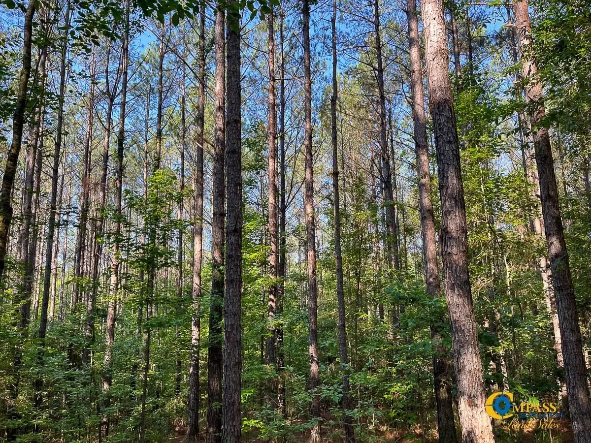 0 Parker St, Hornsby, TN 38044 - Image #1