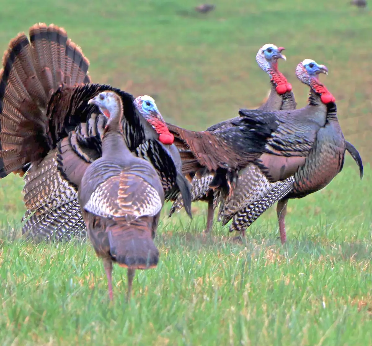 0 Bell Hollow Rd, Vanleer, TN 37181 - Image #1