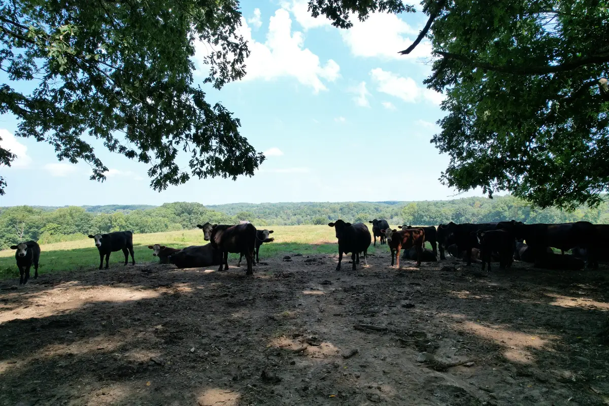 5 N Lick Creek Rd, Franklin, TN 37064 - #1