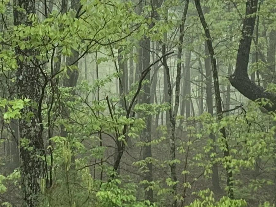 225 Prospectors Way, Jasper, TN 37347 - Image #2