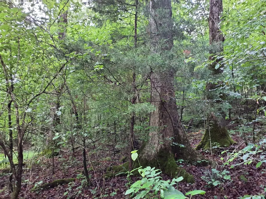 0 Sherwood Road, Sherwood, TN 37376 - Image #3