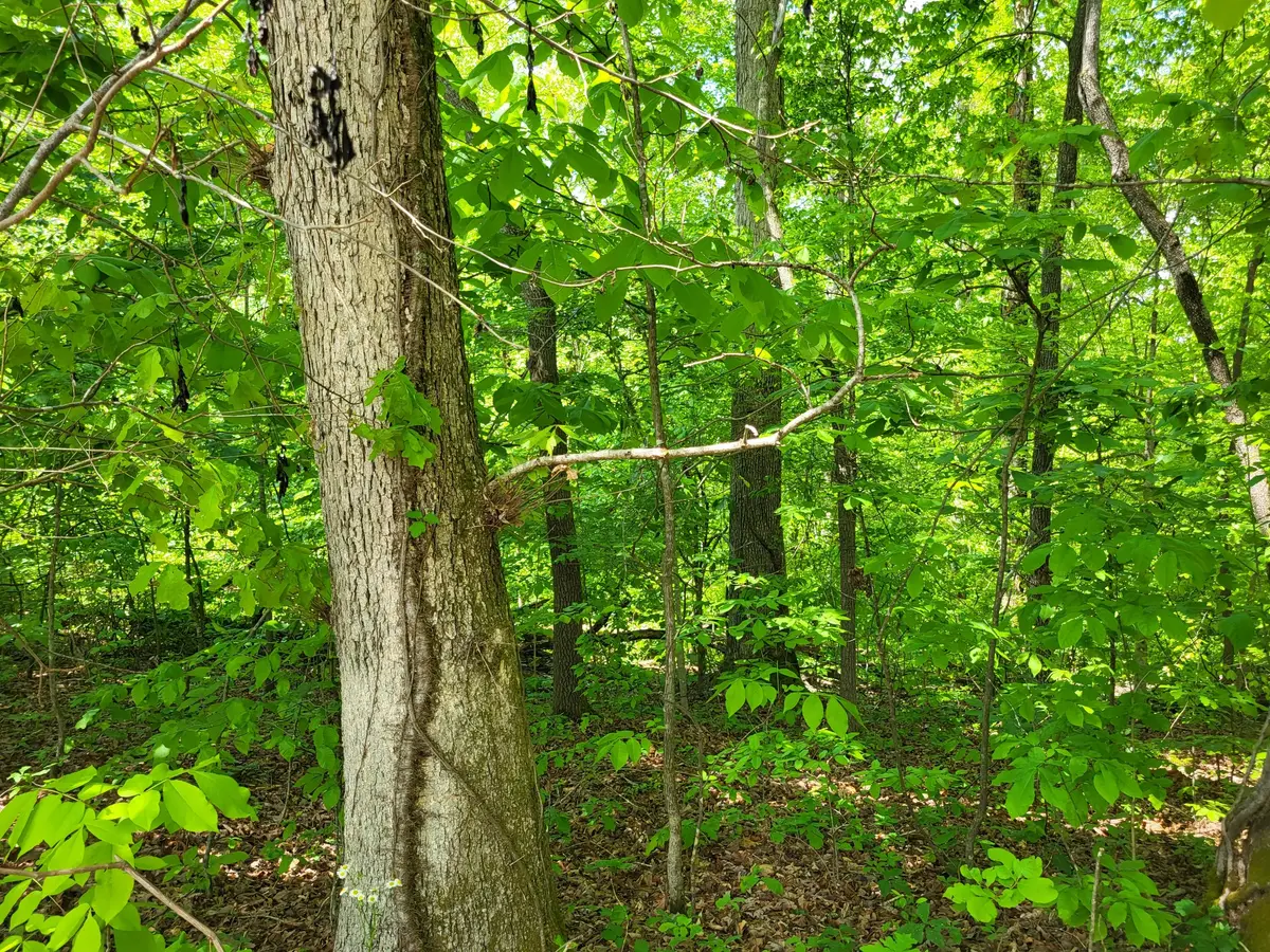 1 Shake Rag Rd, Sugar Tree, TN 38380 - Image #1