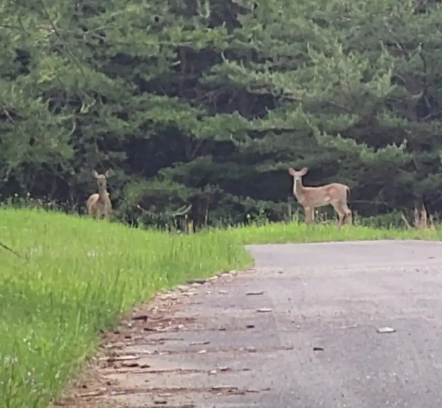 0 Palamino Way, Spencer, TN 38585 - Image #2