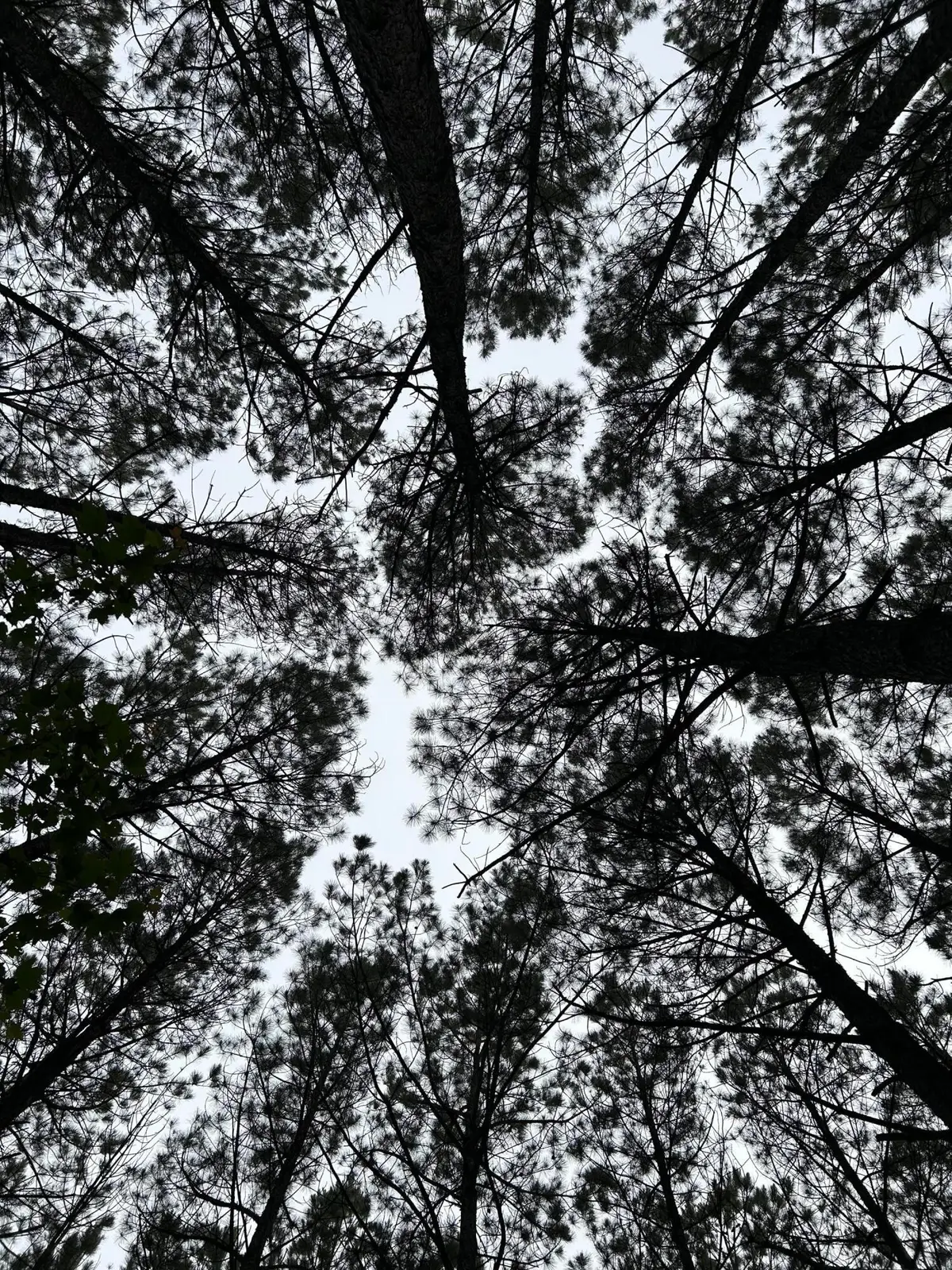 1771 Crockett Point, Jasper, TN 37347 - Image #1