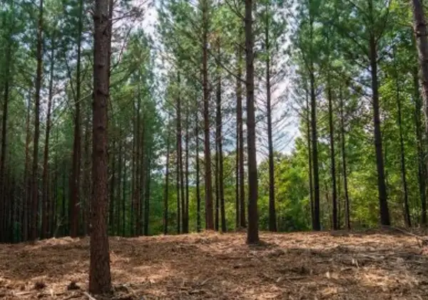 2533 Wedgewood Dr, Linden, TN 37096