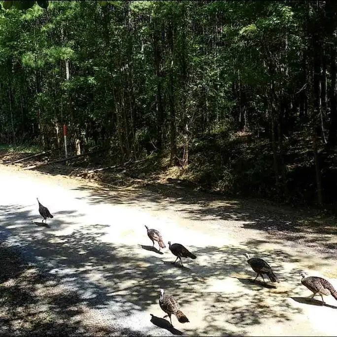 4875 New Union Road, Dayton, TN 37321 - #3