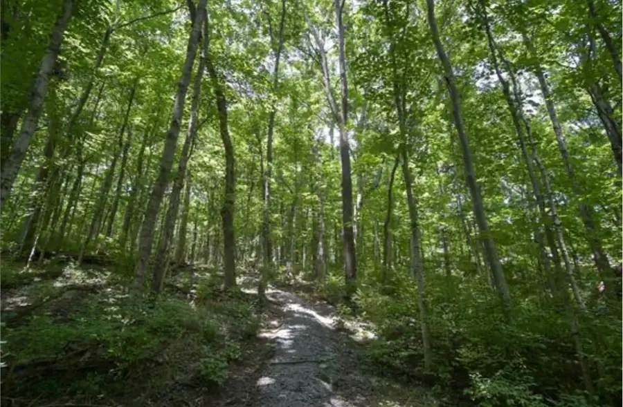 4357 Chickering Ln, Nashville, TN 37215 - Image #3