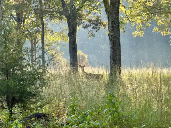 180 Webb Rd Ext, Summertown, TN 38483