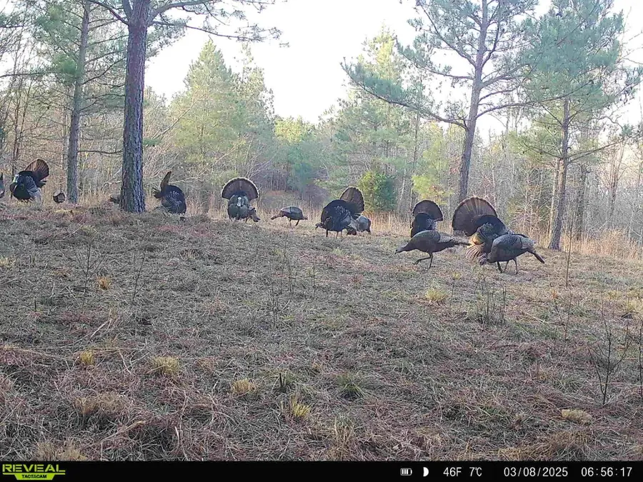 5597 Harmon Creek Rd, Eva, TN 38333 - Image #3