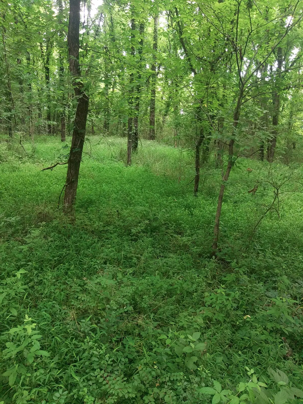 468 Adams Rd, Ardmore, TN 38449 - Image #1